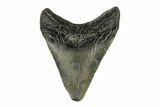 Juvenile Megalodon Tooth - South Carolina #171196-1